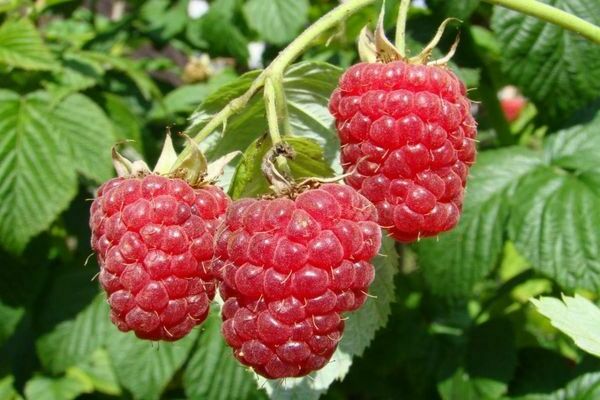 penerangan mengenai varieti raspberry