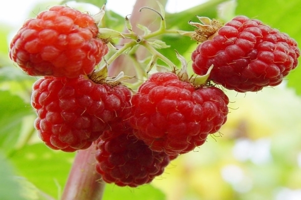raspberry varieties photo