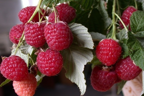 raspberry varieties reviews