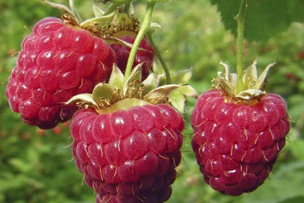 ulasan varieti raspberry