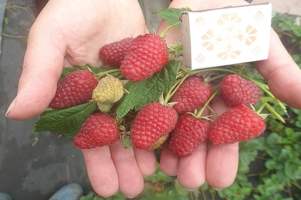 ulasan varieti raspberry