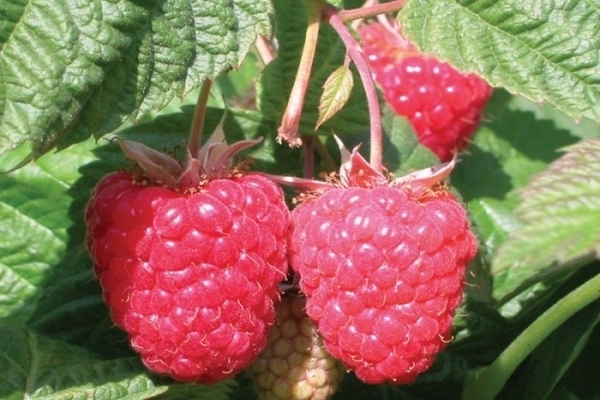 the best varieties of raspberries