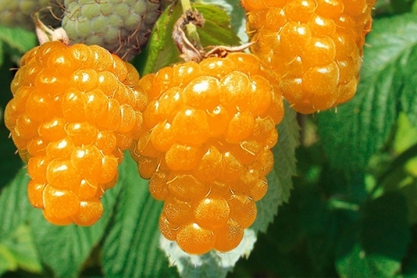 Yellow raspberry varieties