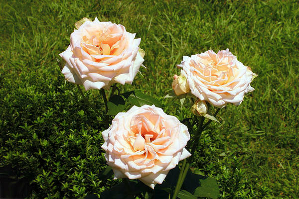 Rose grandiflora
