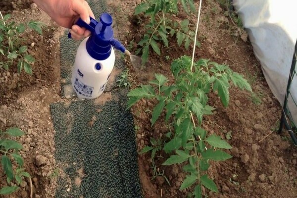 watering tomatoes with copper sulfate