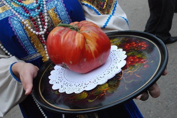 Variétés de tomates Minusinsk: informations de base