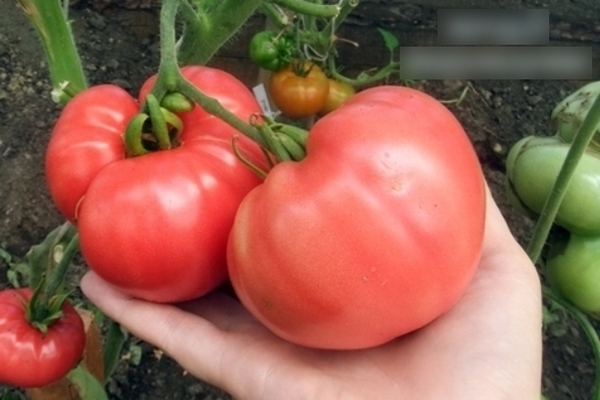 Opis rajčice: sorte Minusinsk, njihove karakteristike