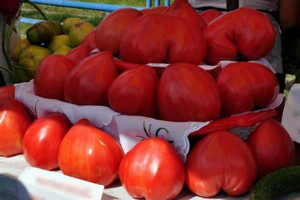 Minusinsk varieties of tomatoes: briefly about real representatives