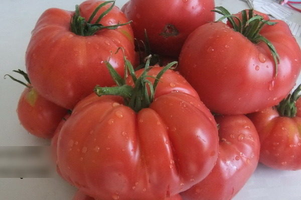 Description de la tomate: Variétés Minusinsk, leurs caractéristiques