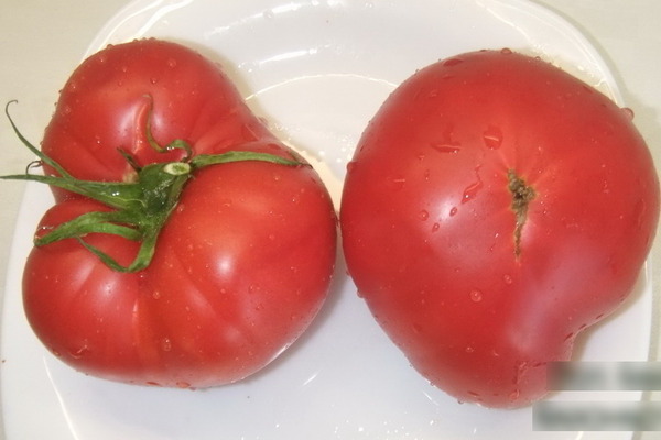 Beschreibung der Tomate: Minusinsk-Sorten, ihre Eigenschaften