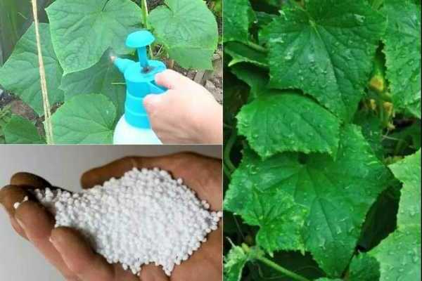 nitrogen fertilizers for cucumbers