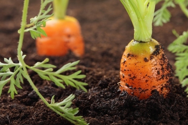 cách trồng cà rốt ngoài trời