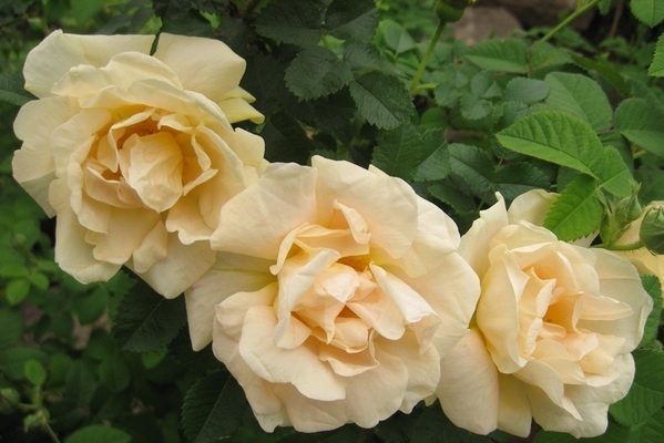variétés de roses ridées