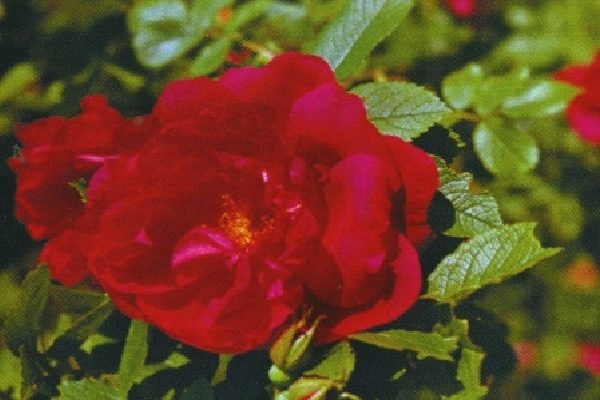 variétés de roses ridées