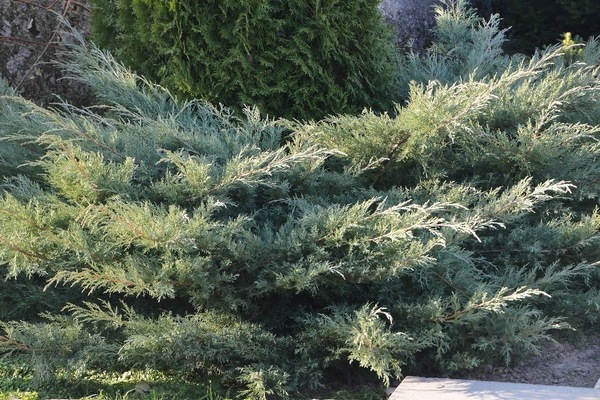 juniper gray oul
