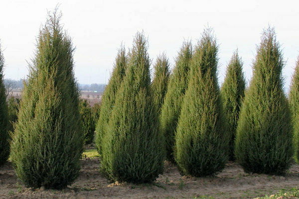Columnar juniper, varieties: who is best suited for this culture