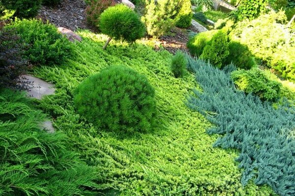 Creeping juniper: planting, landscaping on the site