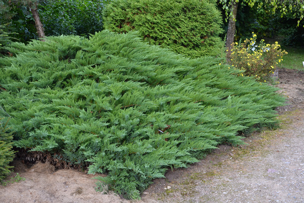 Creeping juniper: planting, landscaping on the site