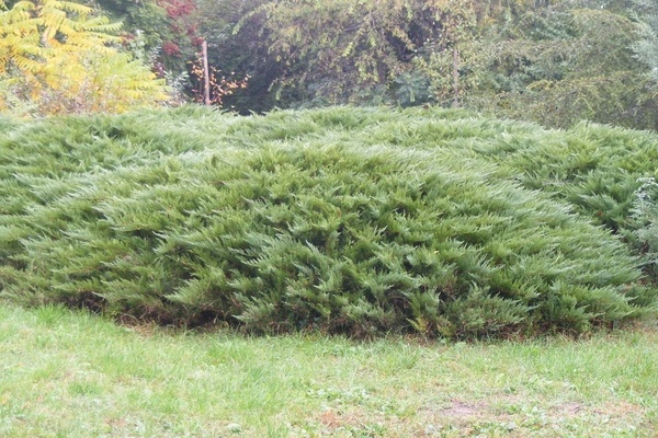 Tamariscifolia juniper: photo on the site