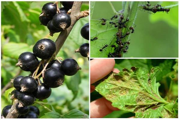 how to process currants from aphids and ants