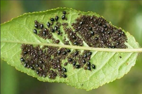 Мравки и листни въшки: информация за листни въшки