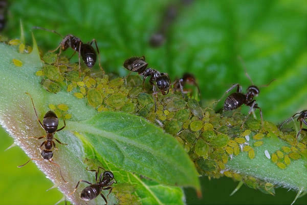 Мравки и листни въшки: информация за листни въшки