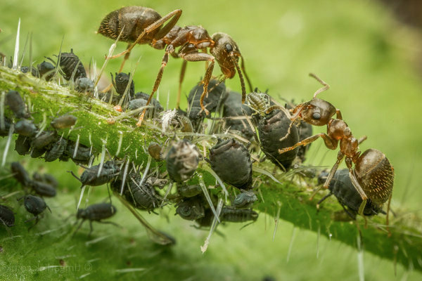 Ants and aphids: how to get rid of, information about their symbiosis