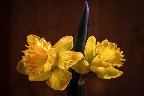 Daffodils: varieties, origin