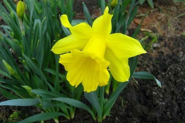 Tubular daffodils: varieties, description