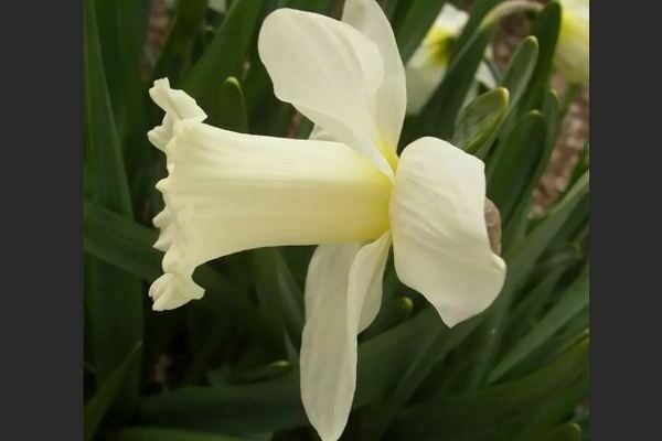 Tubular daffodils: varieties, description