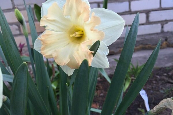 Yellow daffodils: varieties with photos
