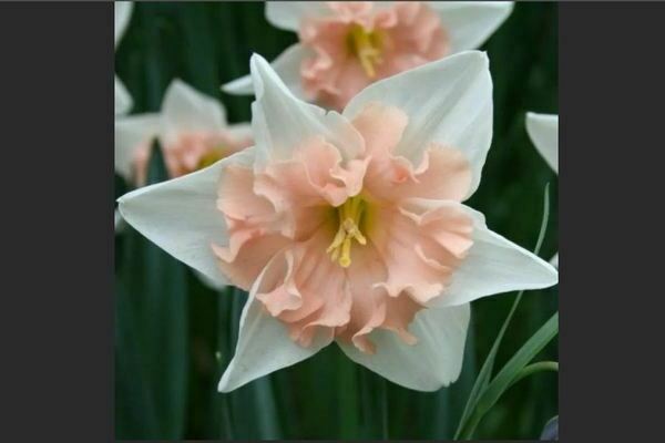 Yellow daffodils: varieties with photos
