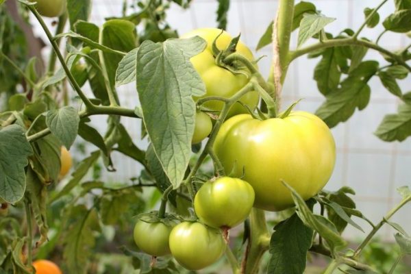 hvorfor + tomater ikke modnes + i drivhuset