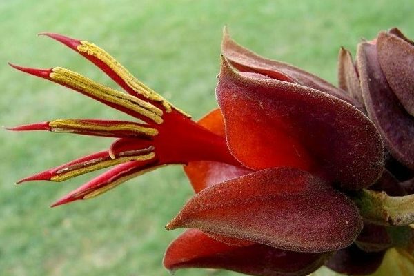 the most unusual plants