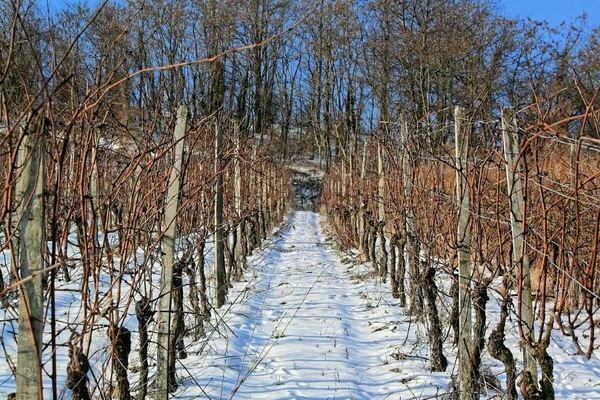 Uncovering grapes: features of winter-hardy grape varieties