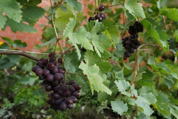 Covering grape varieties