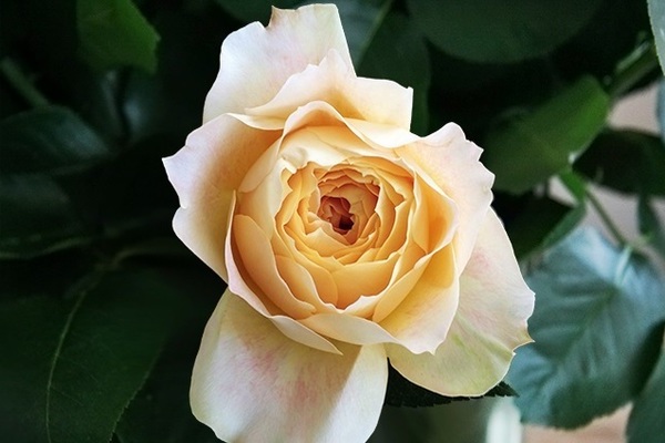 Rose grandiflore