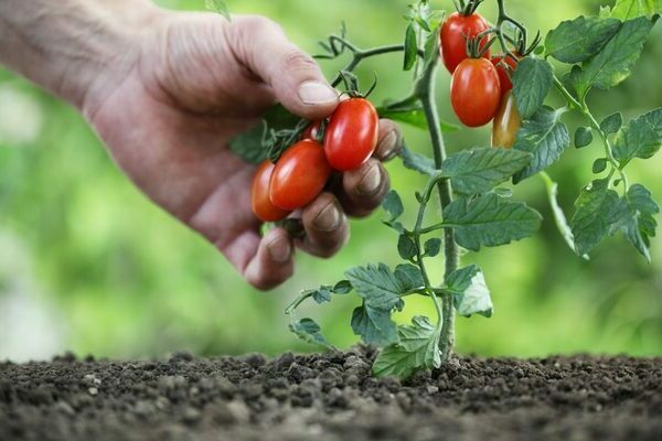Niedrig wachsende Tomaten: die besten Sorten, Vorteile von niedrig wachsenden Sorten