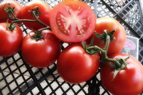Low-growing tomato varieties