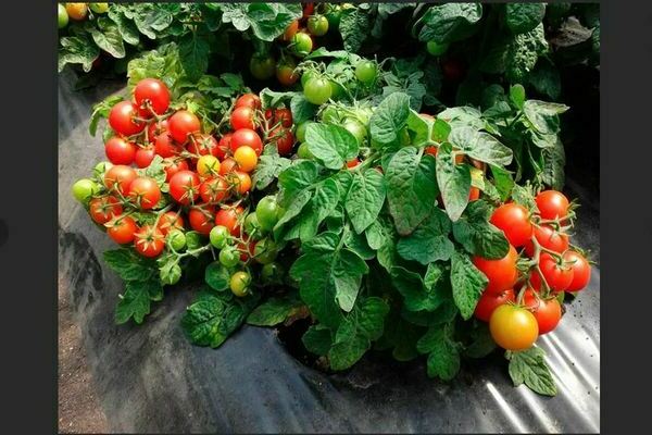 Low-growing tomatoes: the best varieties, how to choose the right variety