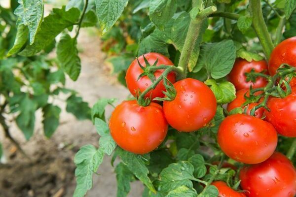 Niedrig wachsende Tomatensorten