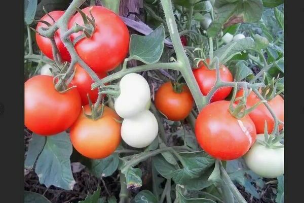 Lavvoksende tomatsorter