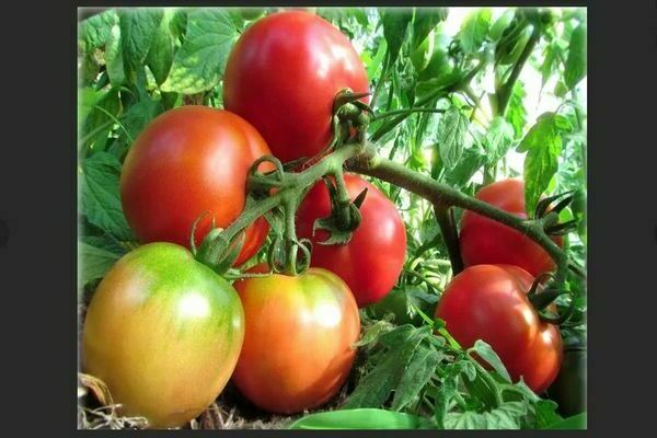 Nízko rastúce odrody paradajok