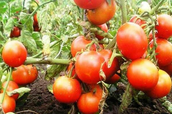 Low-growing tomato varieties