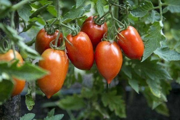 Nisko rastuće sorte rajčice