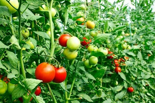 Variétés de tomates à faible croissance
