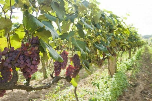 normalization of grapes in bunches
