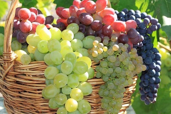 grape normalization