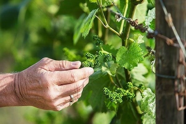 normalization of grapes by shoots