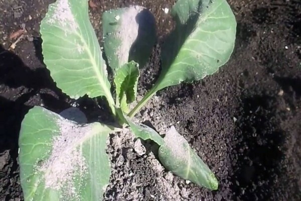 Cabbage pest treatment: folk remedies for cabbage pests